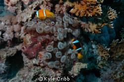 Bubbletip Anemone with clown fish by Kyle Cribb 
